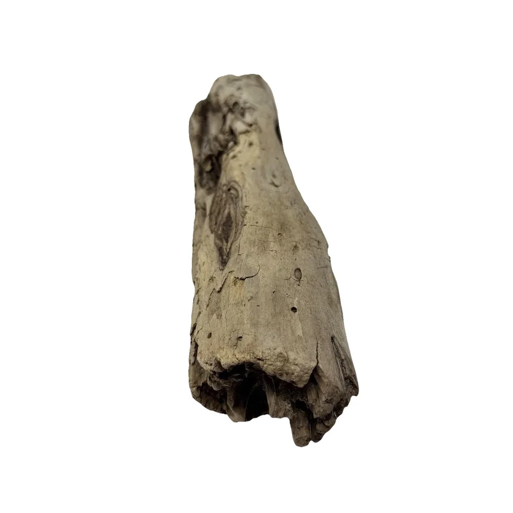 California Coast Driftwood Log – Sculpted Erosion Cavities 14” Natural